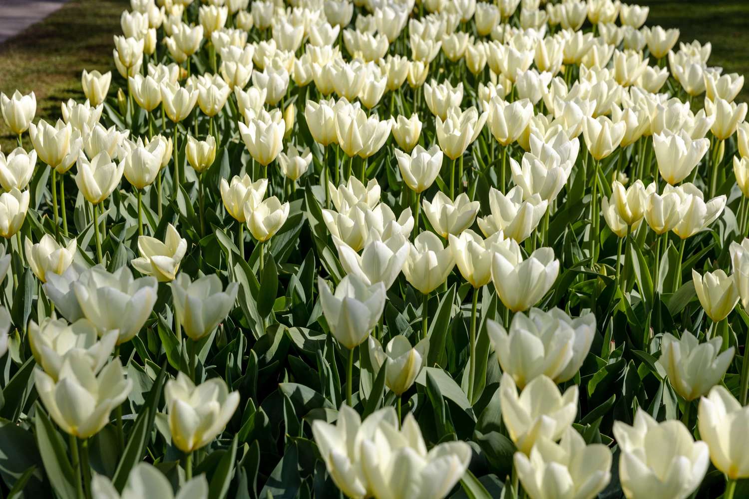 Tulppaani 'Concerto'